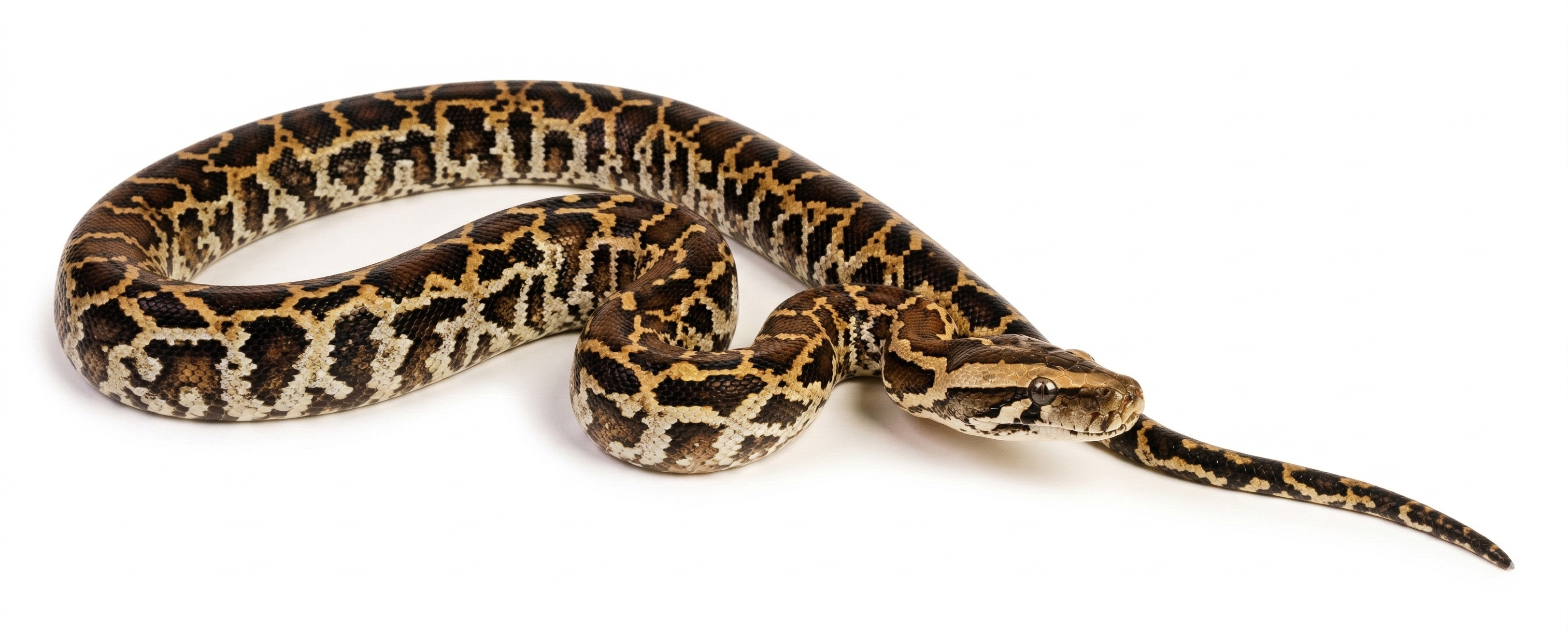 Gemusterte Schlange (braun-beige) auf weißem Hintergrund, zusammengerollt